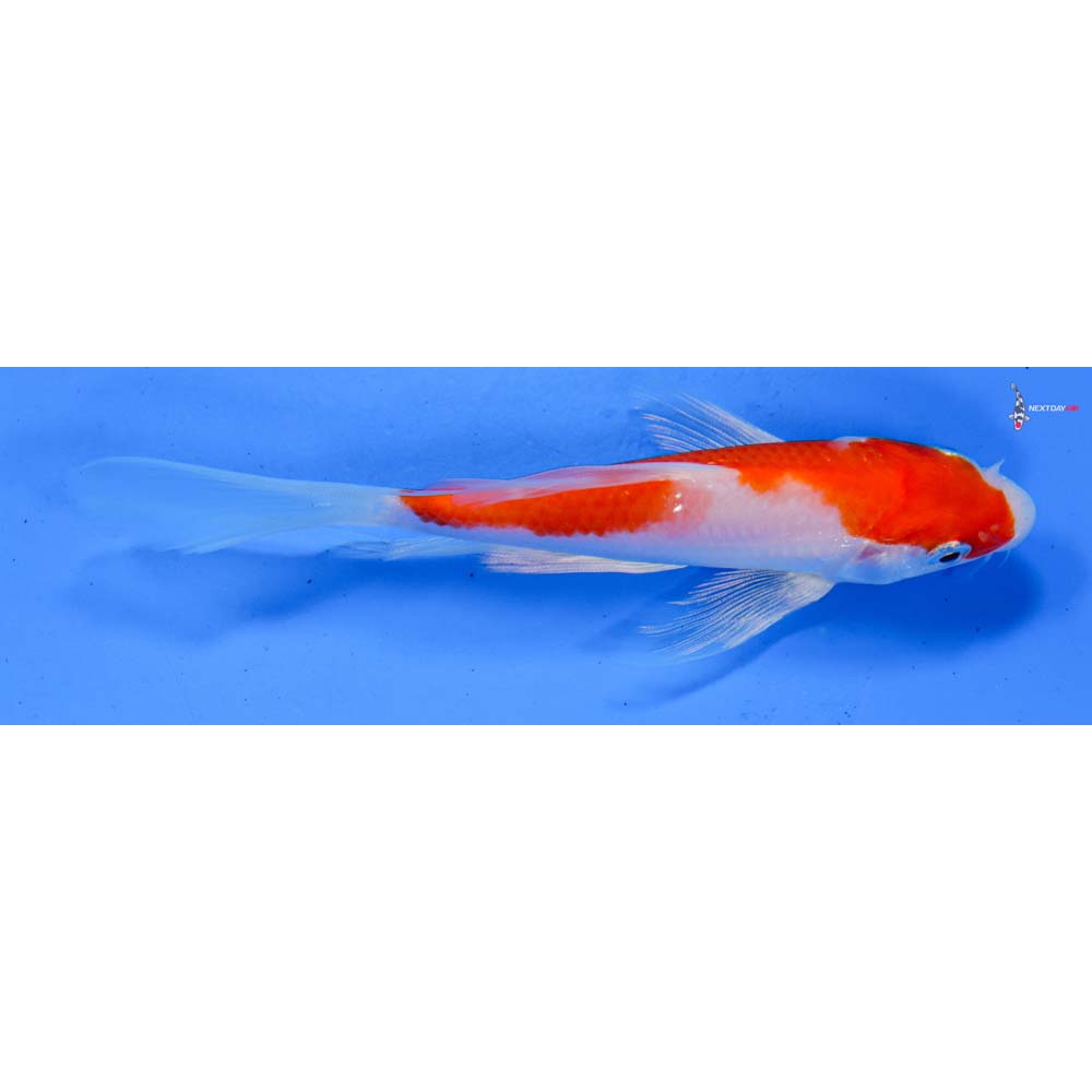 5.5” Imported Hariwake Butterfly Koi
