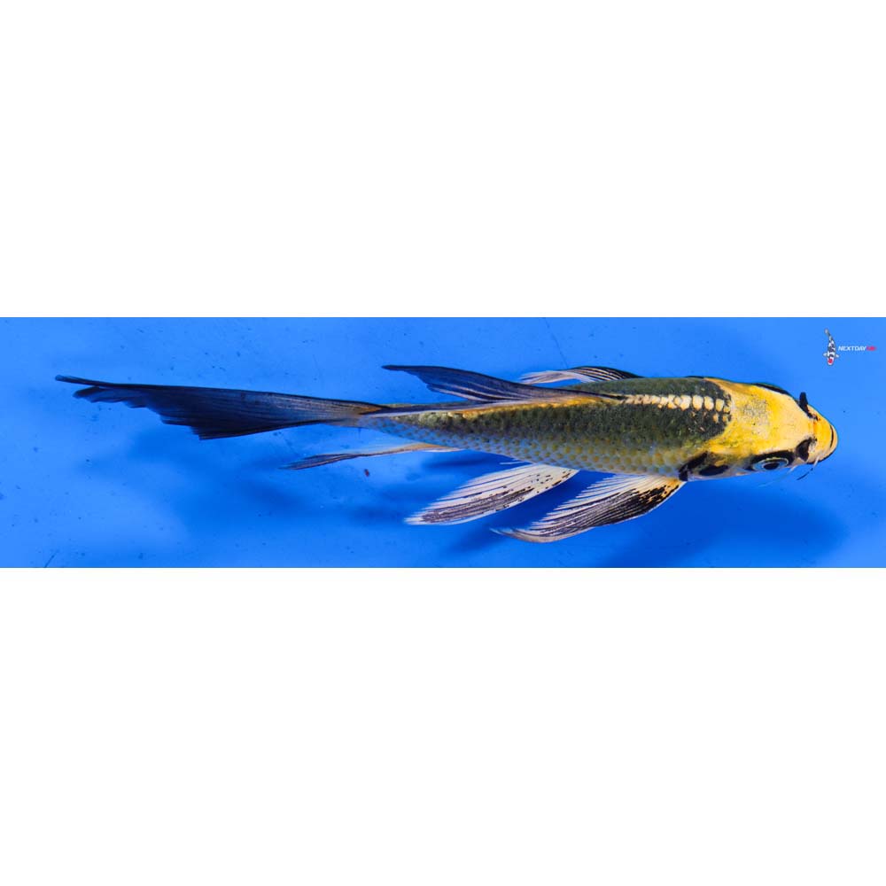 5.5” Imported Ki Matsuba Butterfly Koi
