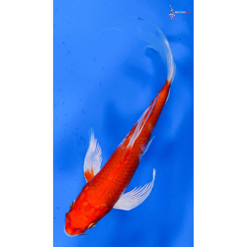 5.5” Imported Hariwake Butterfly Koi