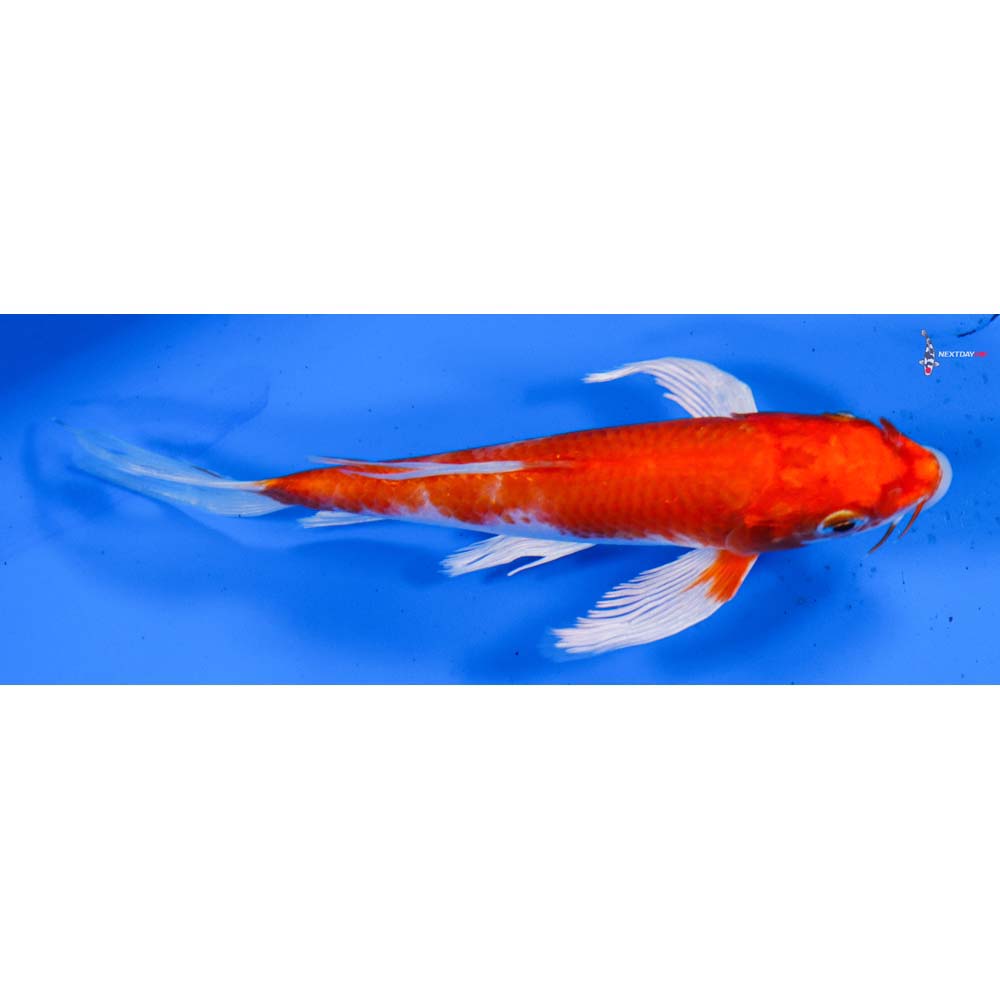 5.5” Imported Hariwake Butterfly Koi