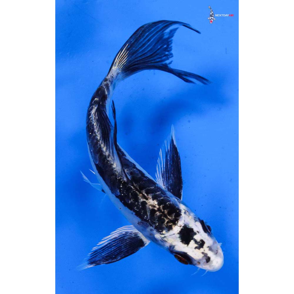 5.5” Imported Kikokuryu Butterfly Koi
