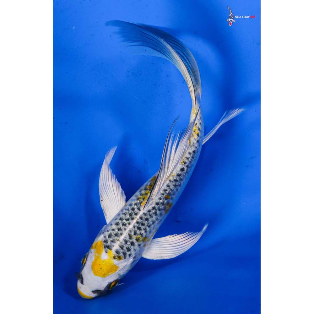 6” Imported Kujaku Butterfly Koi
