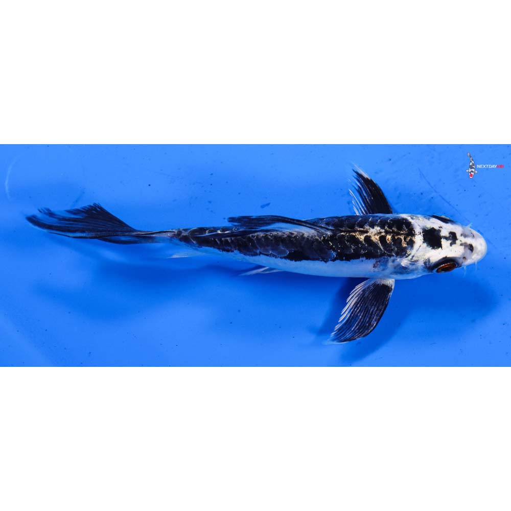 5.5” Imported Kikokuryu Butterfly Koi