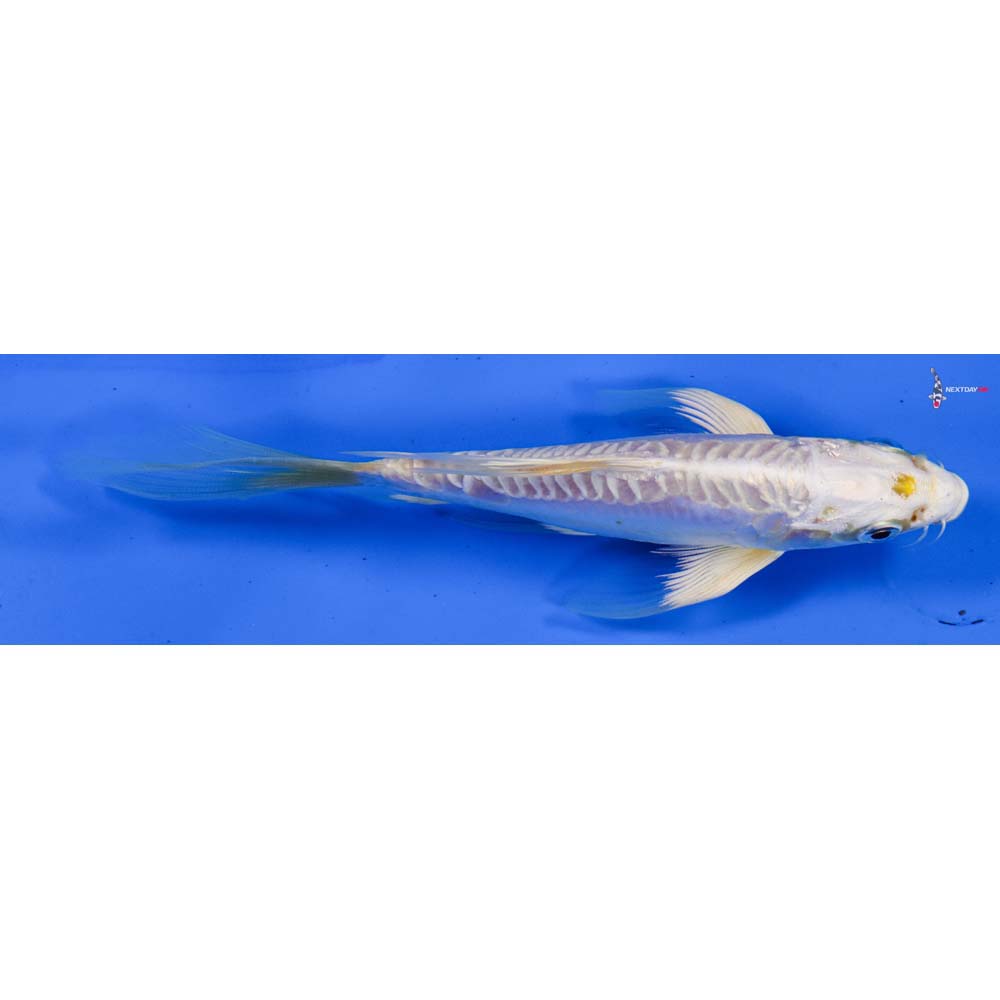 6” Imported Doitsu Lemon Hariwake Butterfly Koi