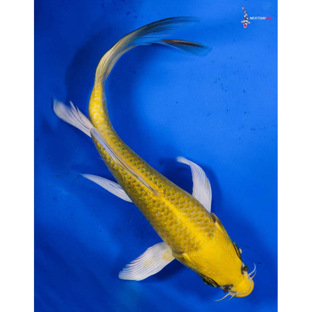 6” Imported Yamabuki Ogon Butterfly Koi