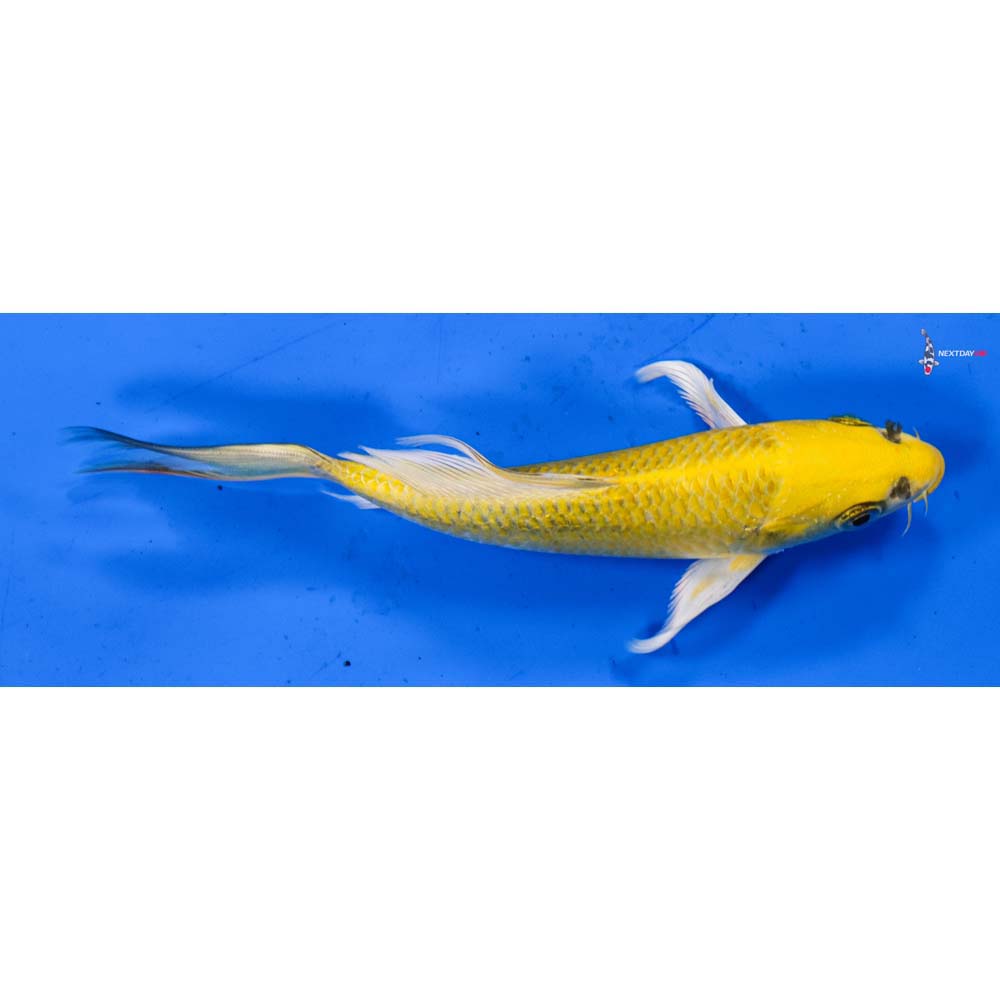 6” Imported Yamabuki Ogon Butterfly Koi