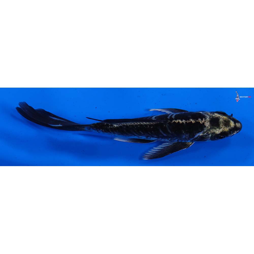 6” Imported Kikokuryu Butterfly Koi
