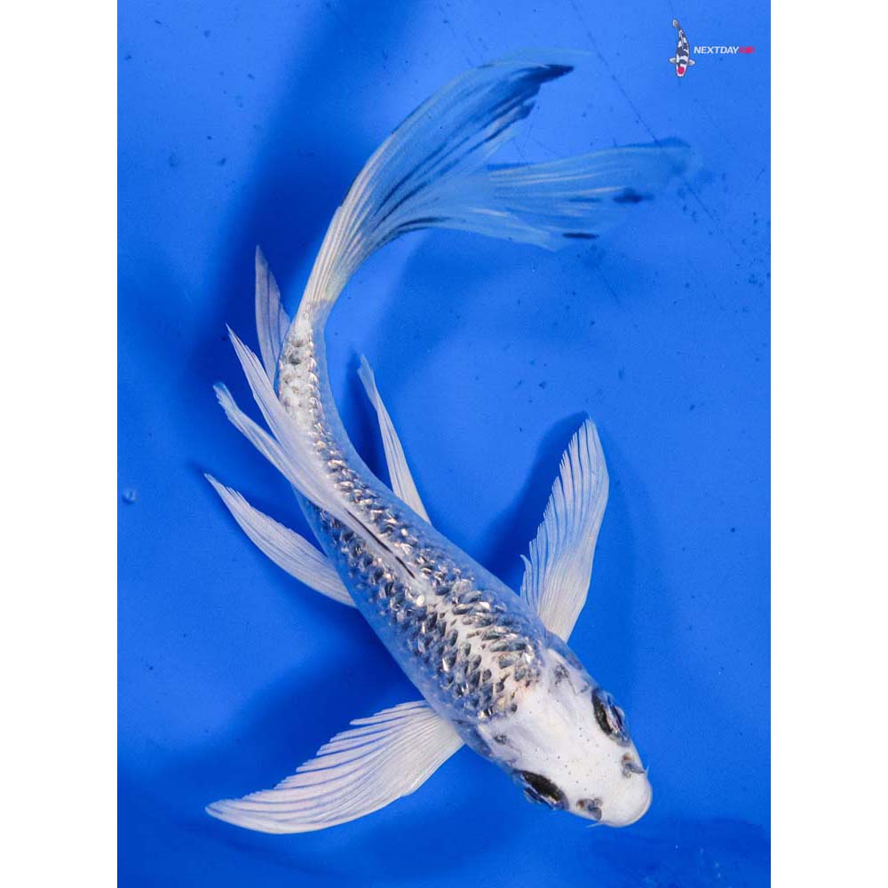 6” Imported Gin Rin Gin Matsuba Butterfly Koi