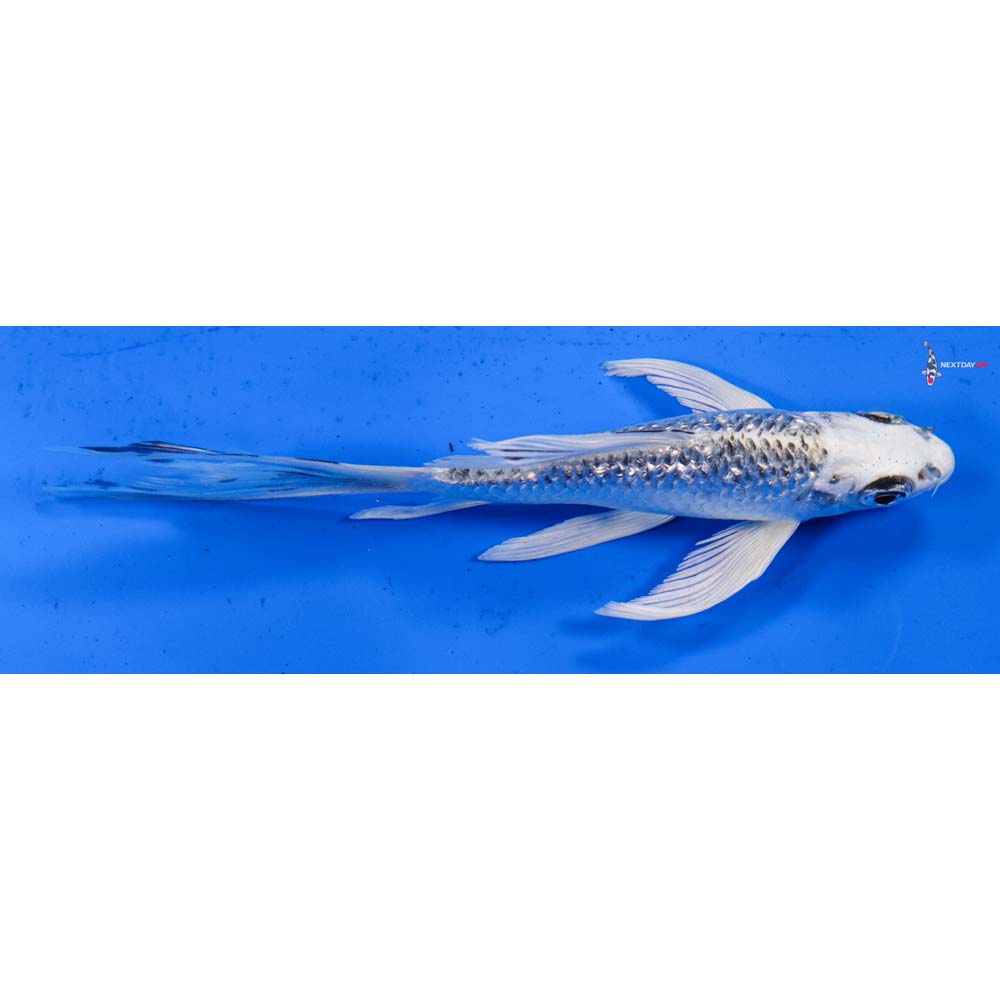 6” Imported Gin Rin Gin Matsuba Butterfly Koi