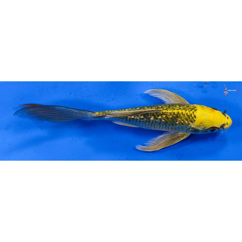 6” Imported Gin Rin Ki Matsuba Butterfly Koi