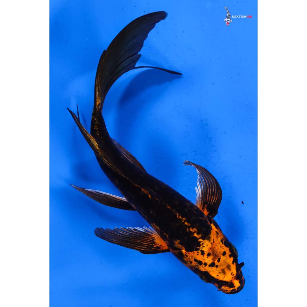 6.5” Imported Orenji Matsuba Butterfly Koi