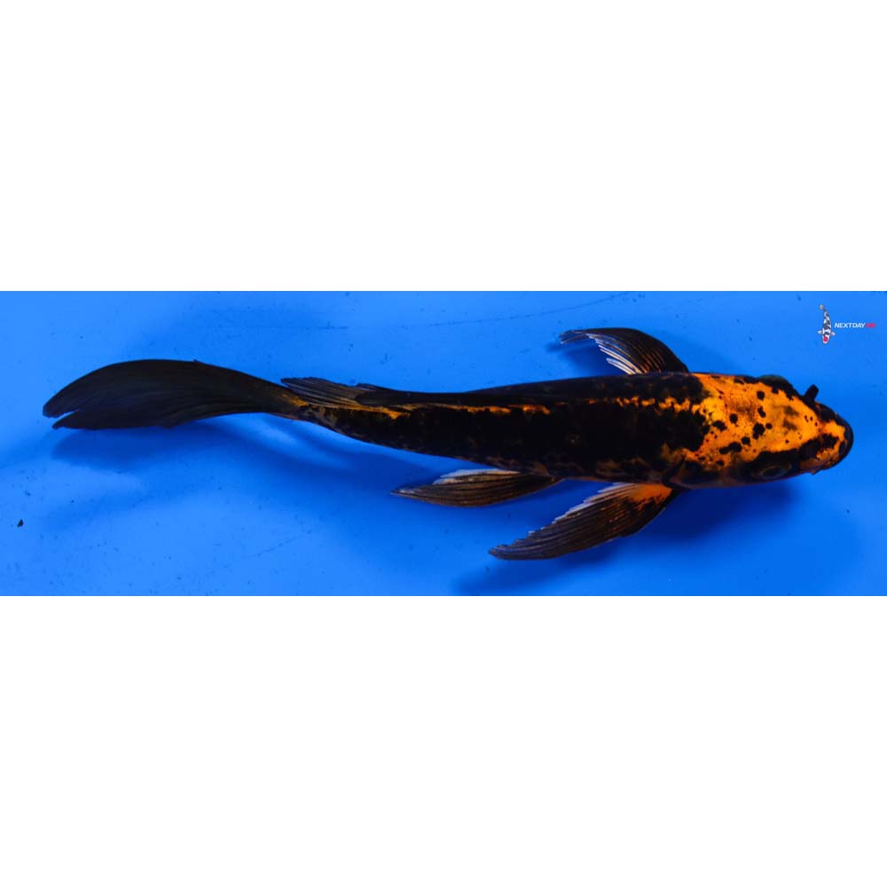 6.5” Imported Orenji Matsuba Butterfly Koi