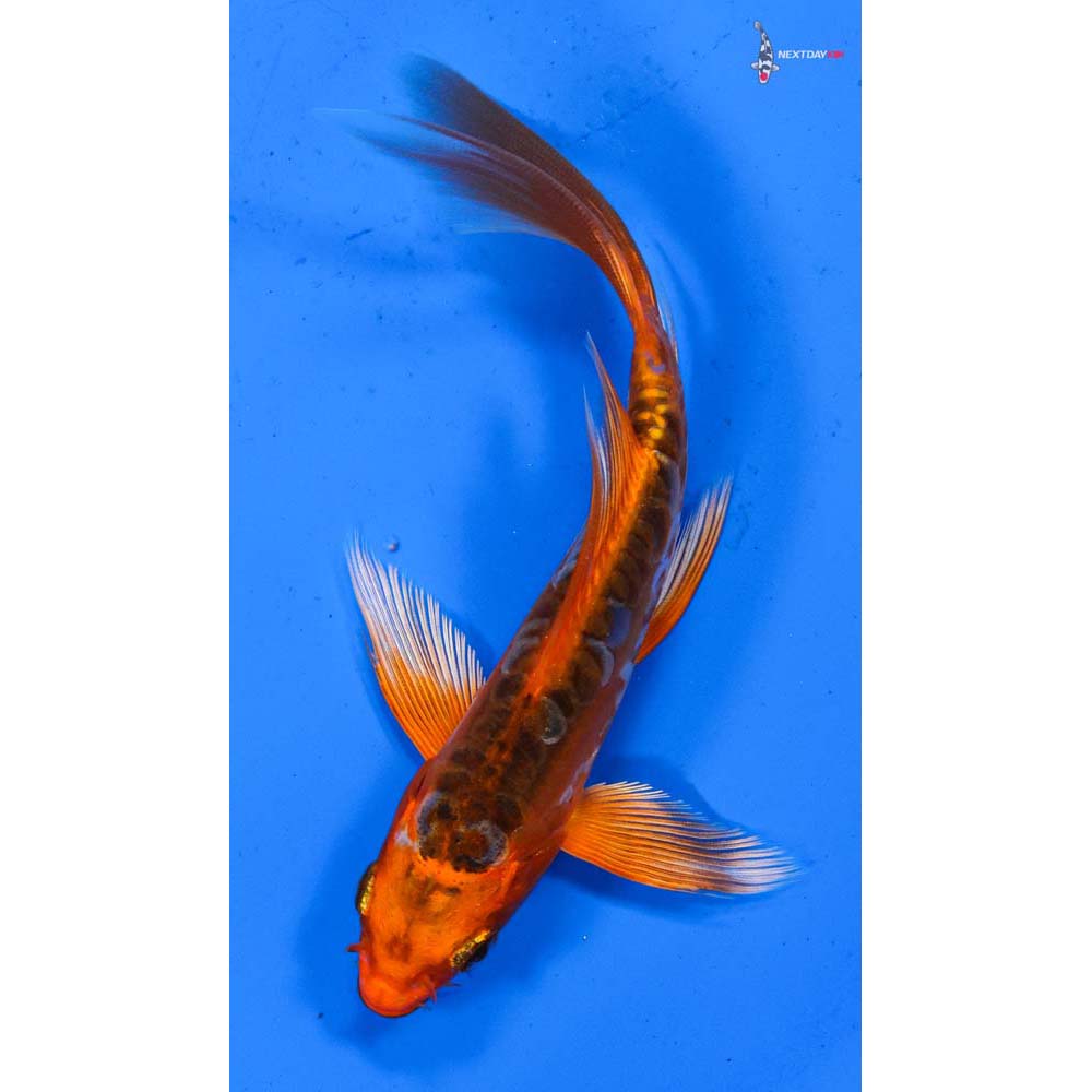 5.5” Imported Hana Shusui Butterfly Koi