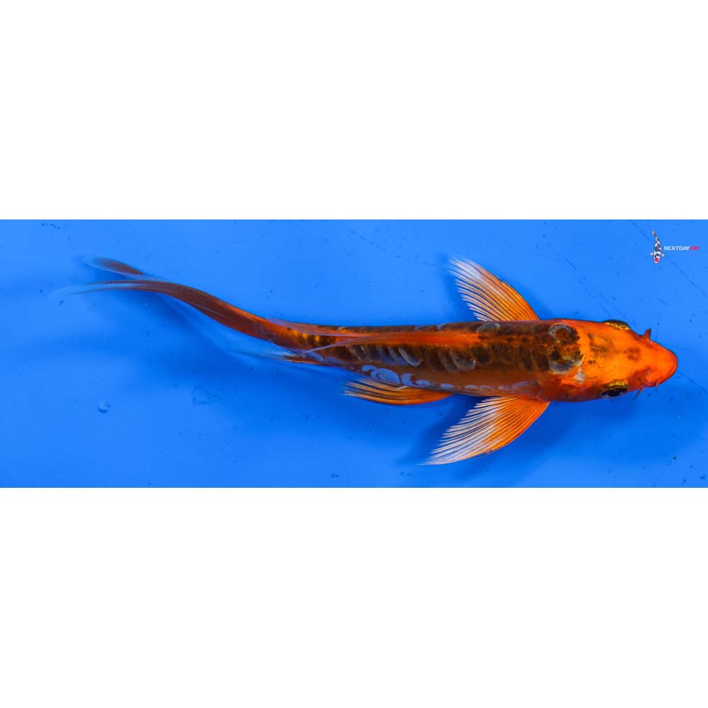 5.5” Imported Hana Shusui Butterfly Koi