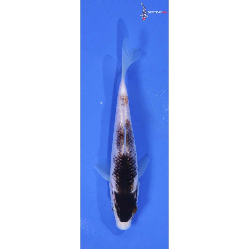 4.5” Imported Goromo
