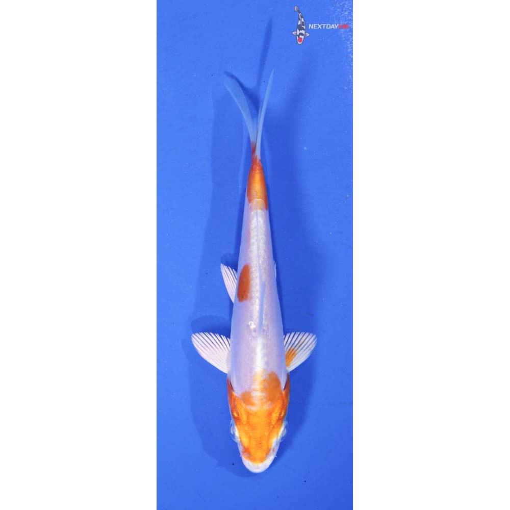 4” Imported Kikusui