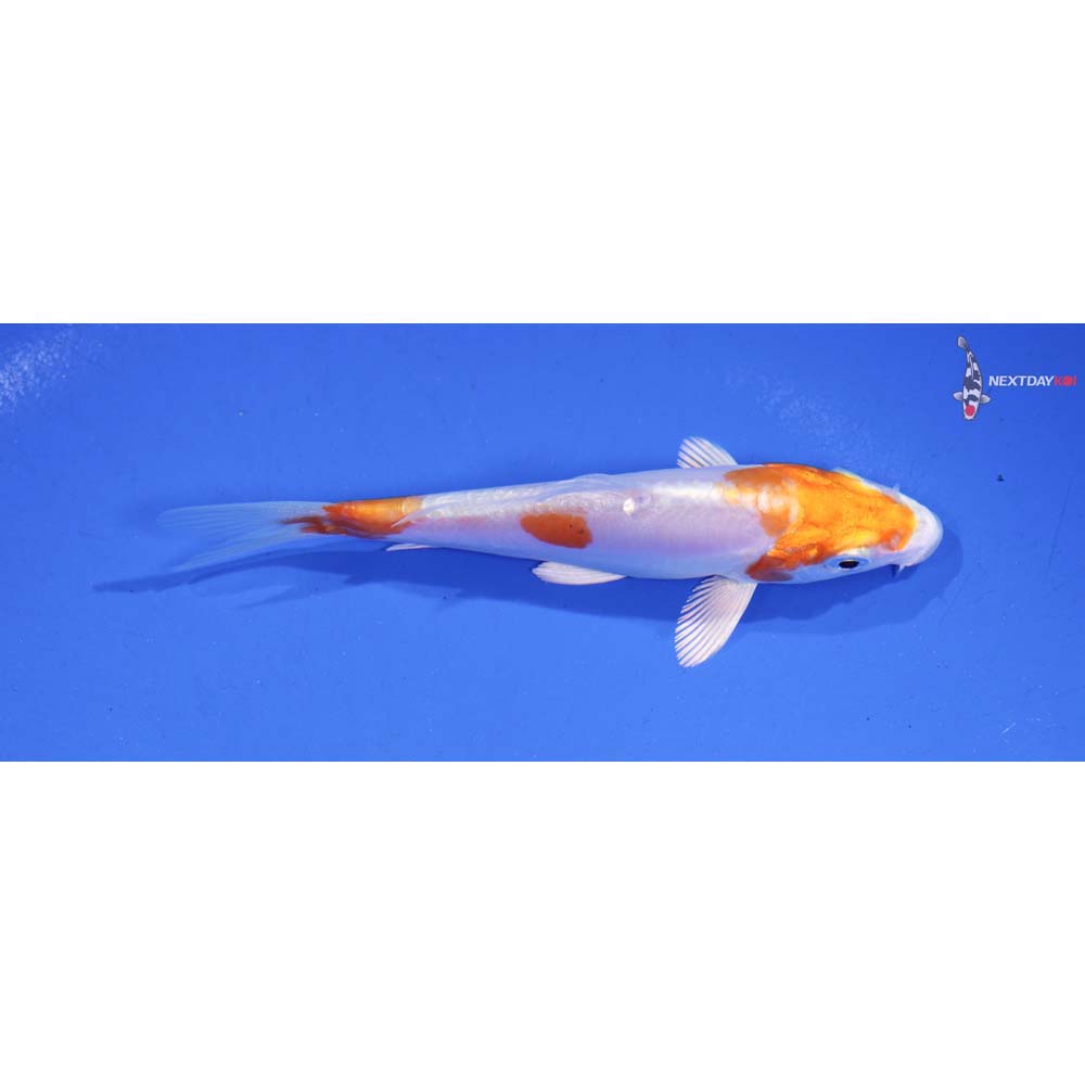 4” Imported Kikusui