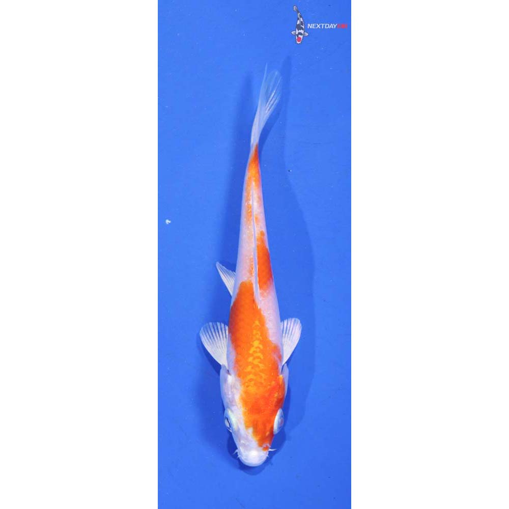 4” Imported Hariwake