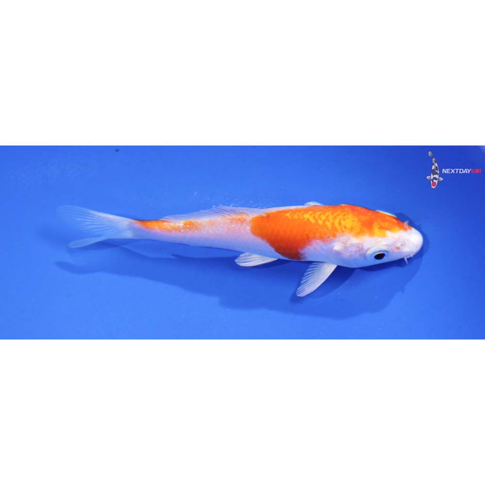 4” Imported Hariwake