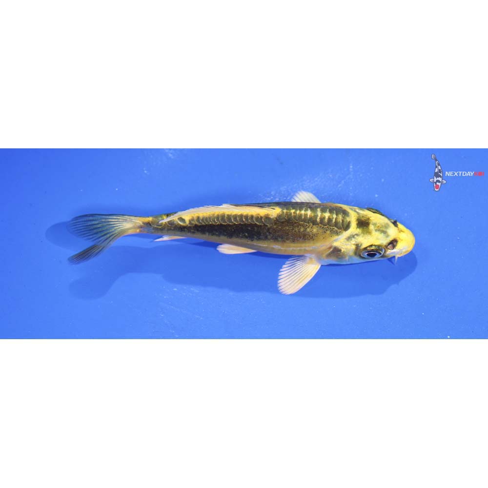 4” Imported Kin Kikokuryu