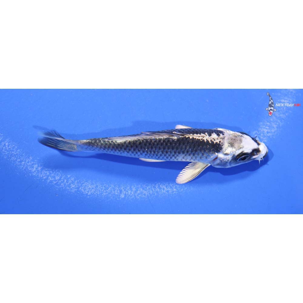 4” Imported Gin Matsuba