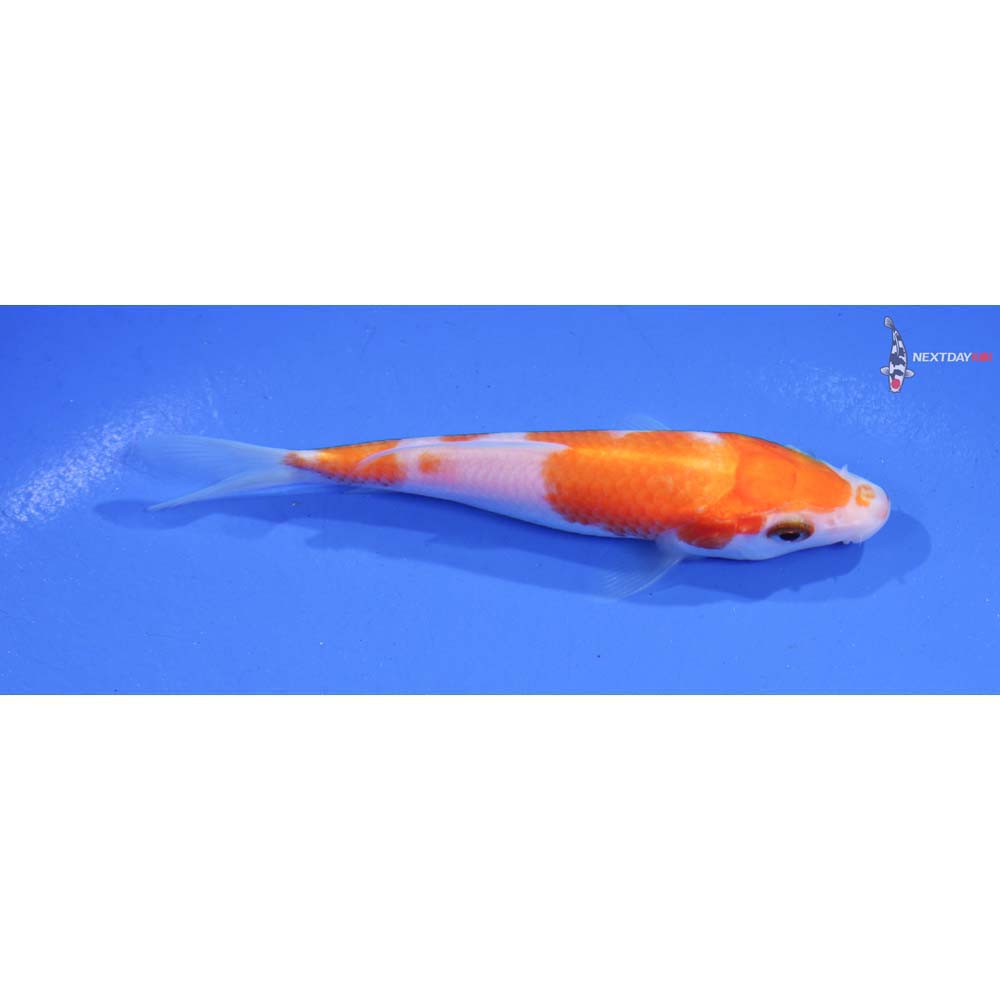 4” Imported Kohaku