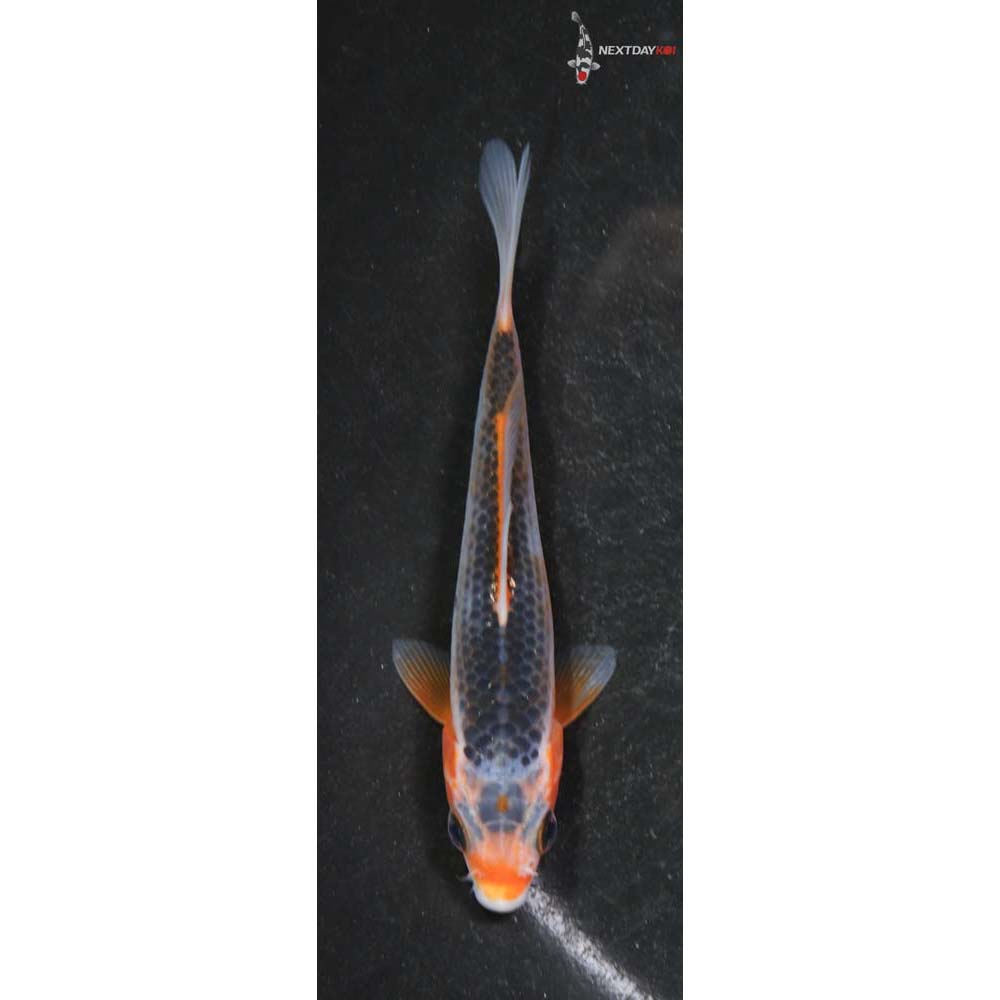 4” Imported Hi Asagi