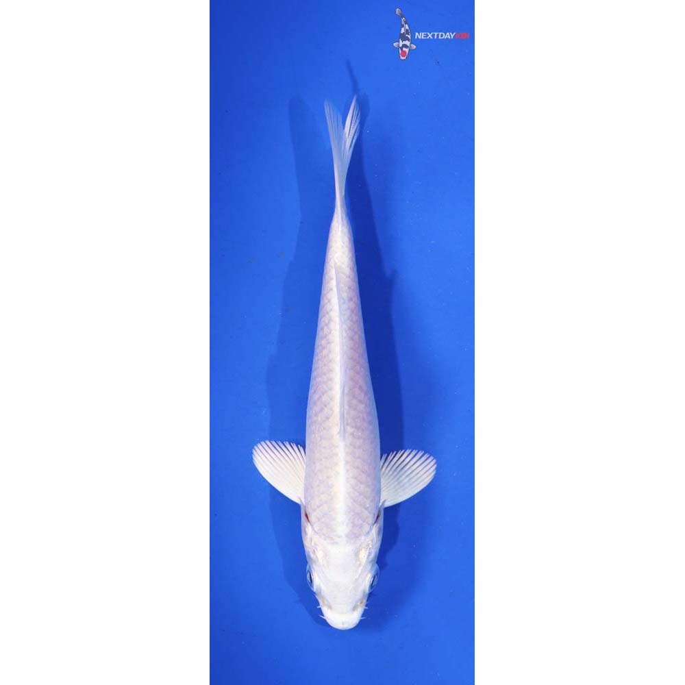 4.5” Imported Platinum Ogon