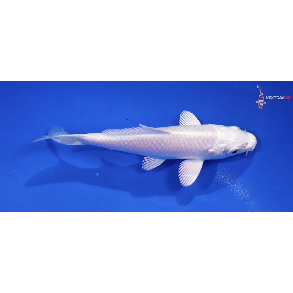 4.5” Imported Platinum Ogon