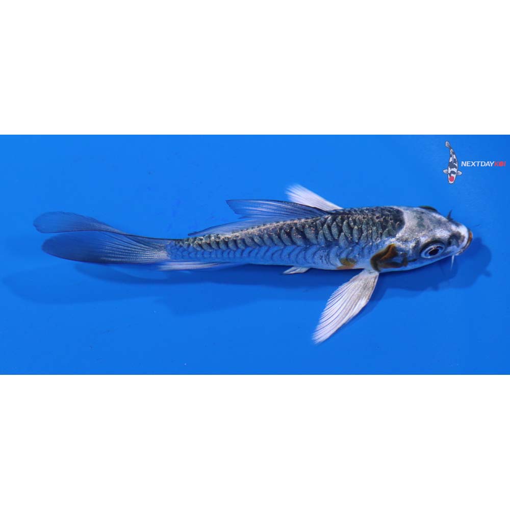 4” Imported Armor Scaled Gin Rin Kujaku Butterfly Koi