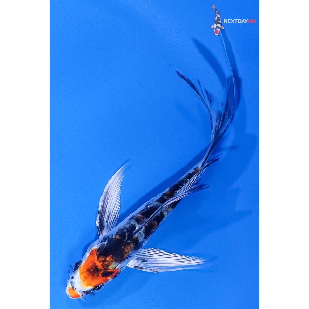 4” Imported Armor Scaled Yamato Nishiki Butterfly Koi