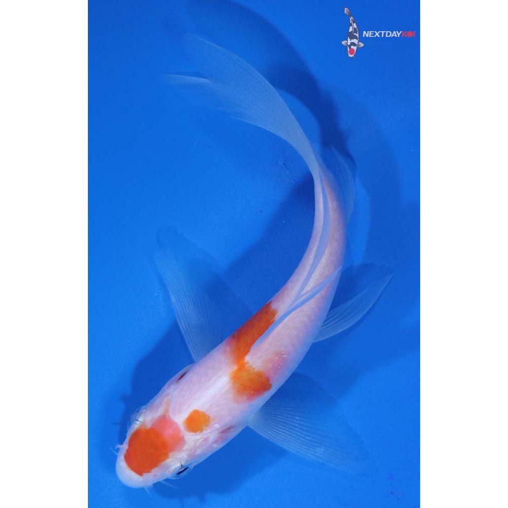 4” Imported Kohaku Butterfly Koi