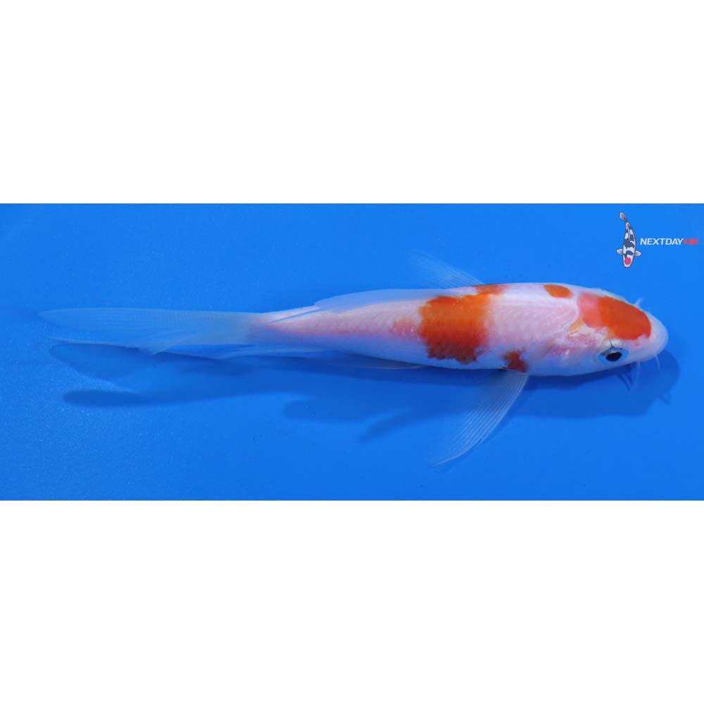 4” Imported Kohaku Butterfly Koi