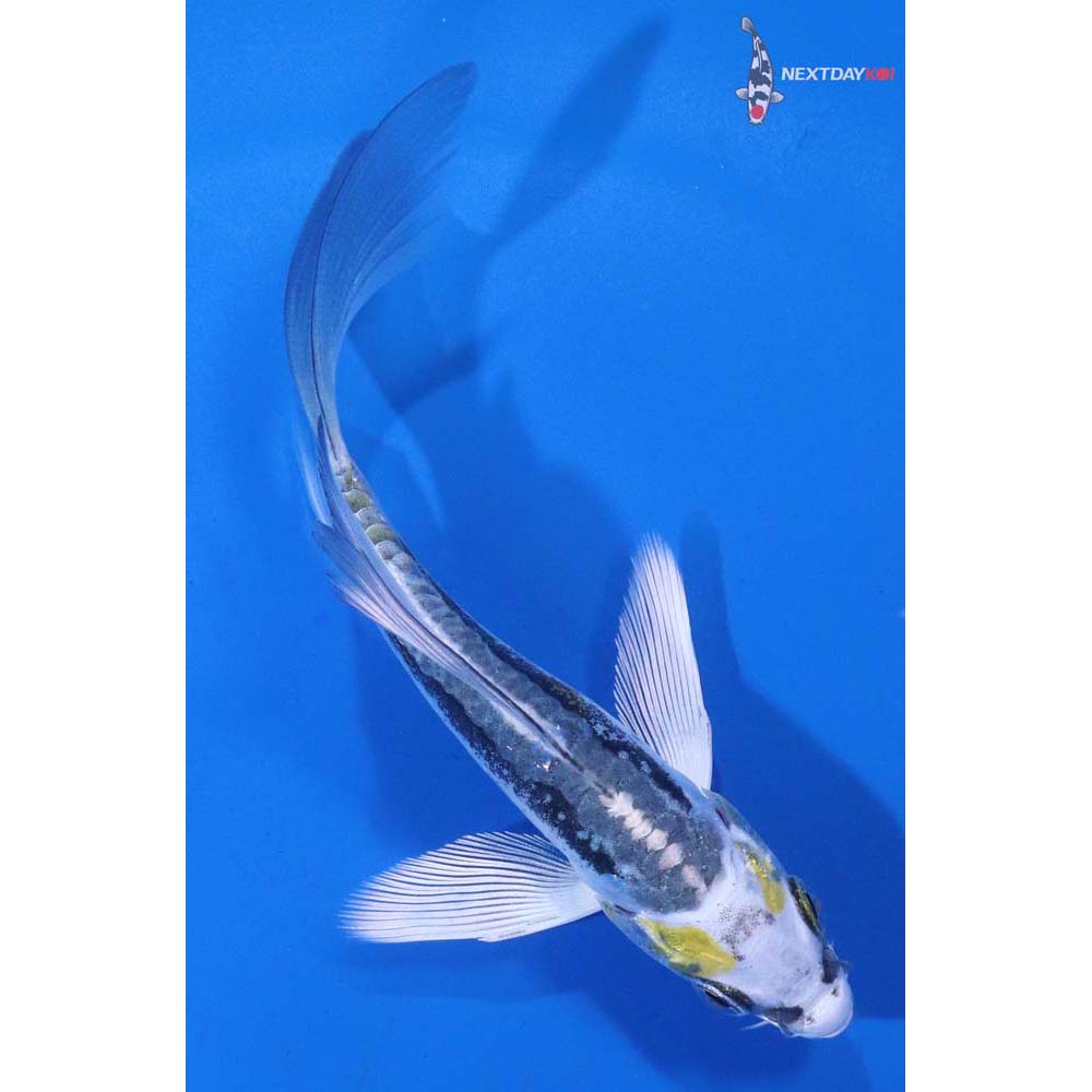 4” Imported Kin Kikokuryu Butterfly Koi