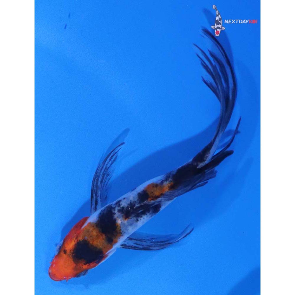4” Imported Sanke Butterfly Koi