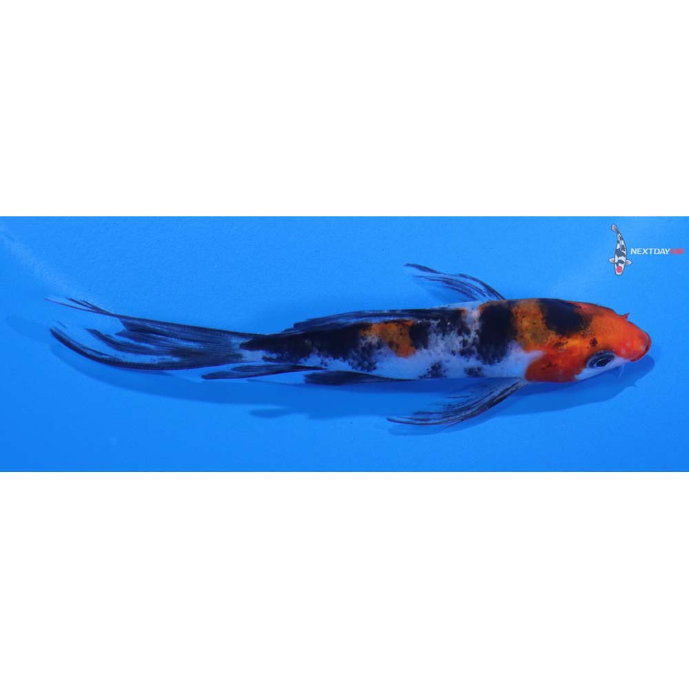 4” Imported Sanke Butterfly Koi