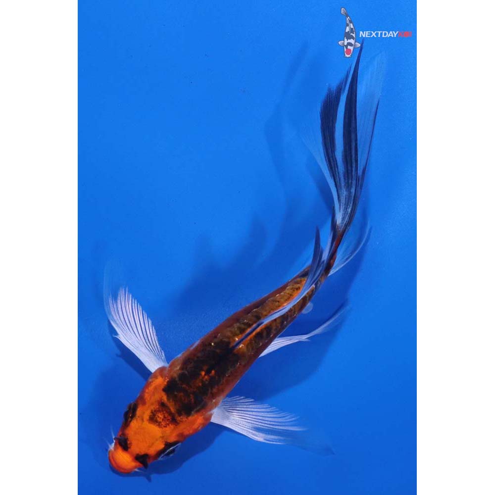 4” Imported Doitsu Kujaku Butterfly Koi