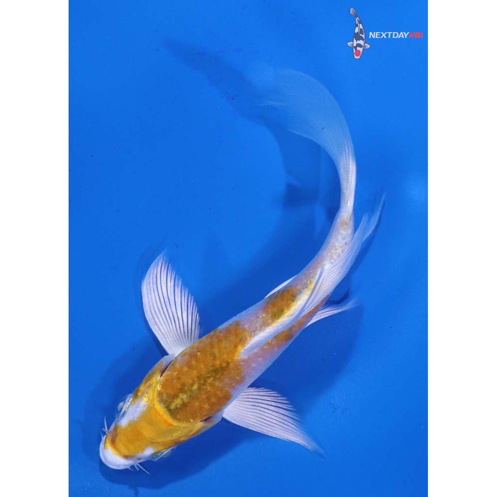 4” Imported Kujaku Butterfly Koi