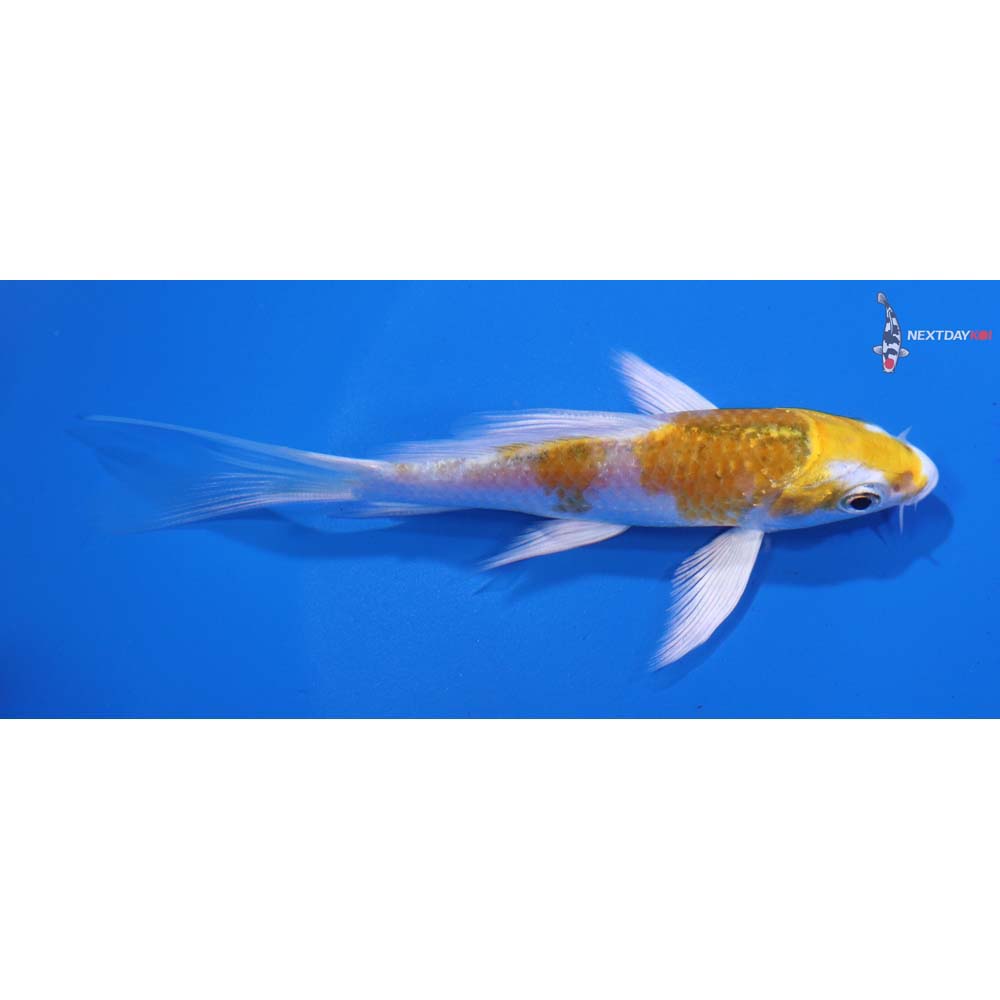 4” Imported Kujaku Butterfly Koi