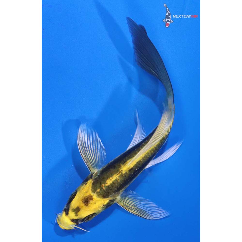 4” Imported Kin Kikokuryu Butterfly Koi