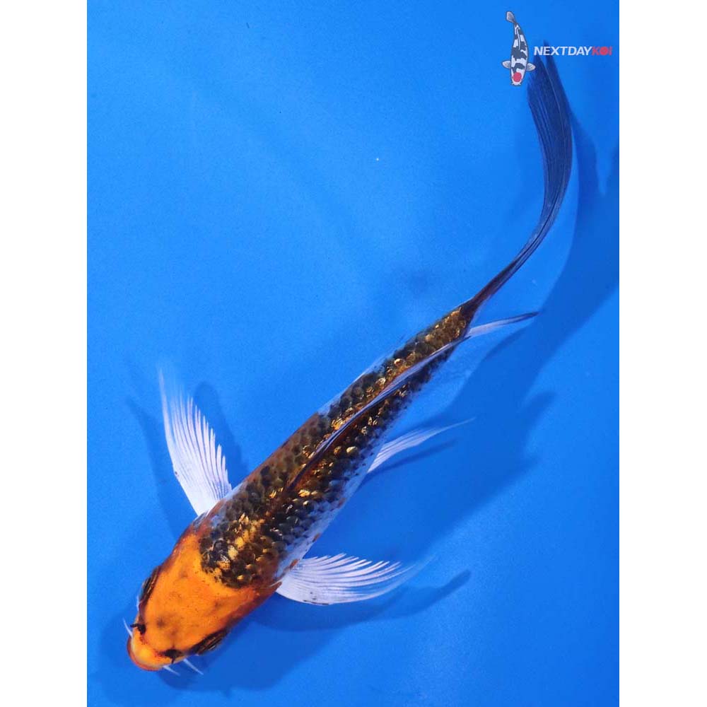 4.5” Imported Gin Rin Kujaku Butterfly Koi