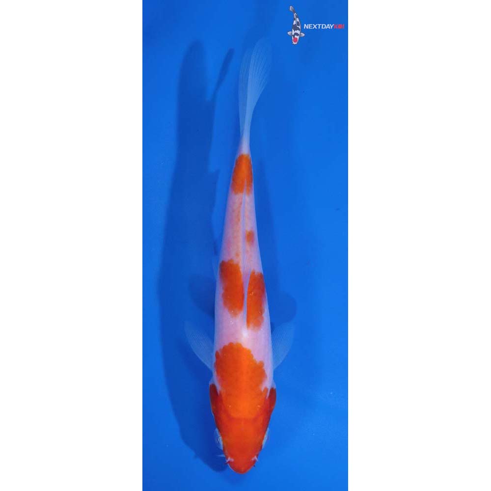 5” Imported Kohaku