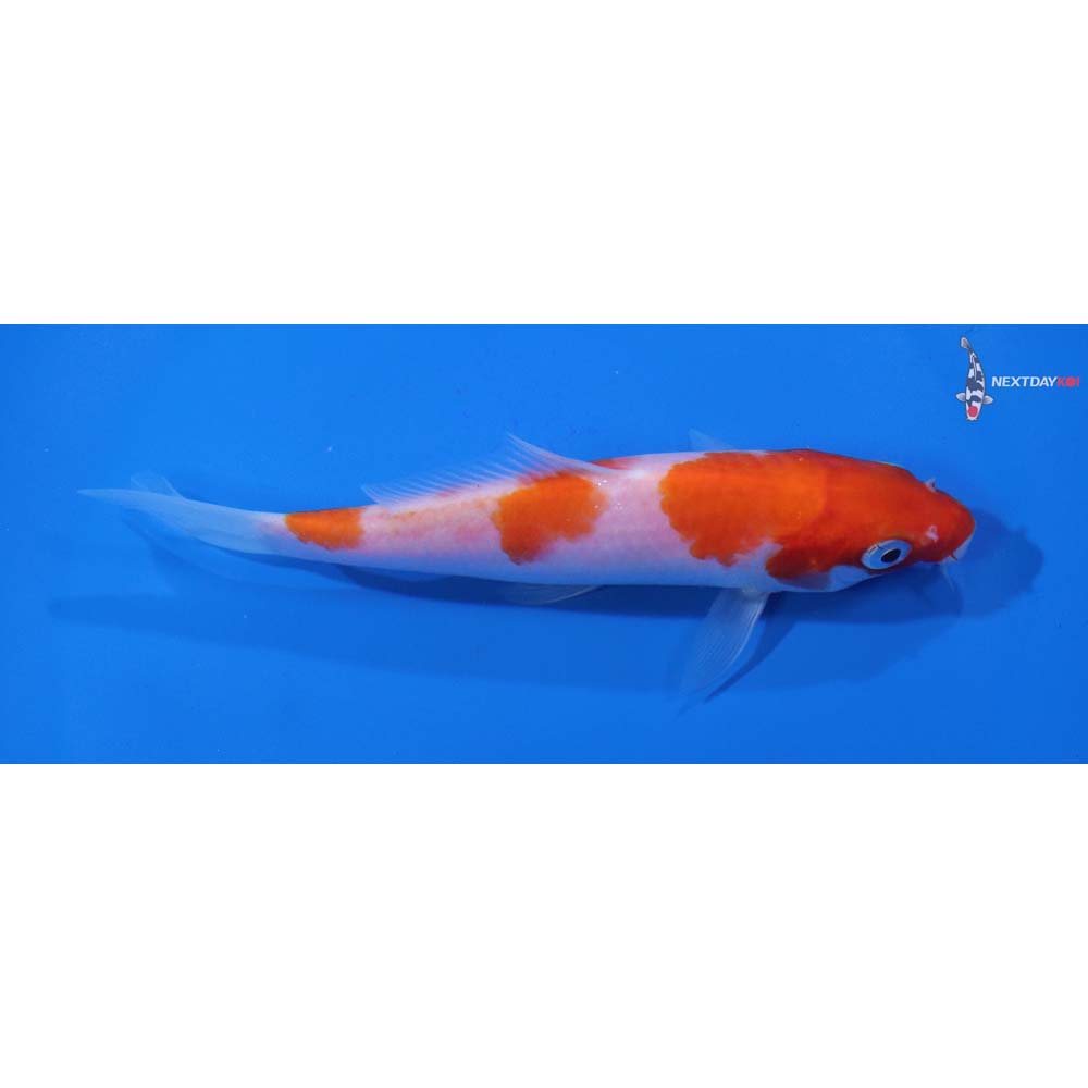 5” Imported Kohaku
