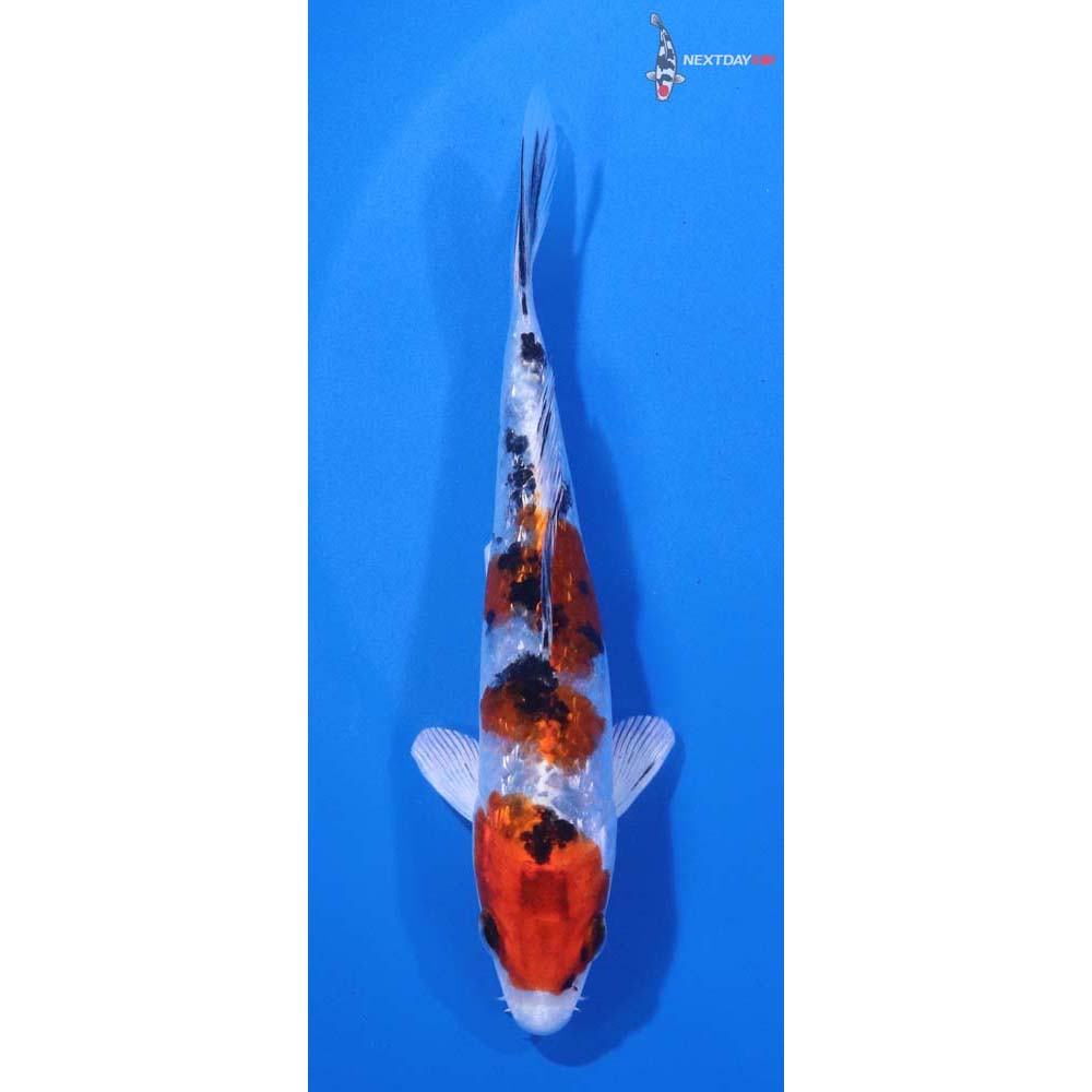 5” Imported Gin Rin Yamato Nishiki