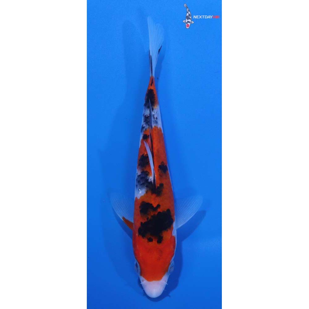 5.5” Imported Sanke