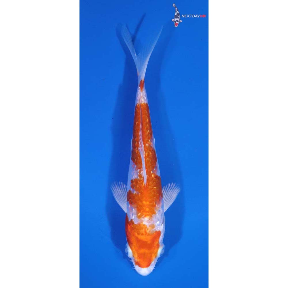 5” Imported Hariwake