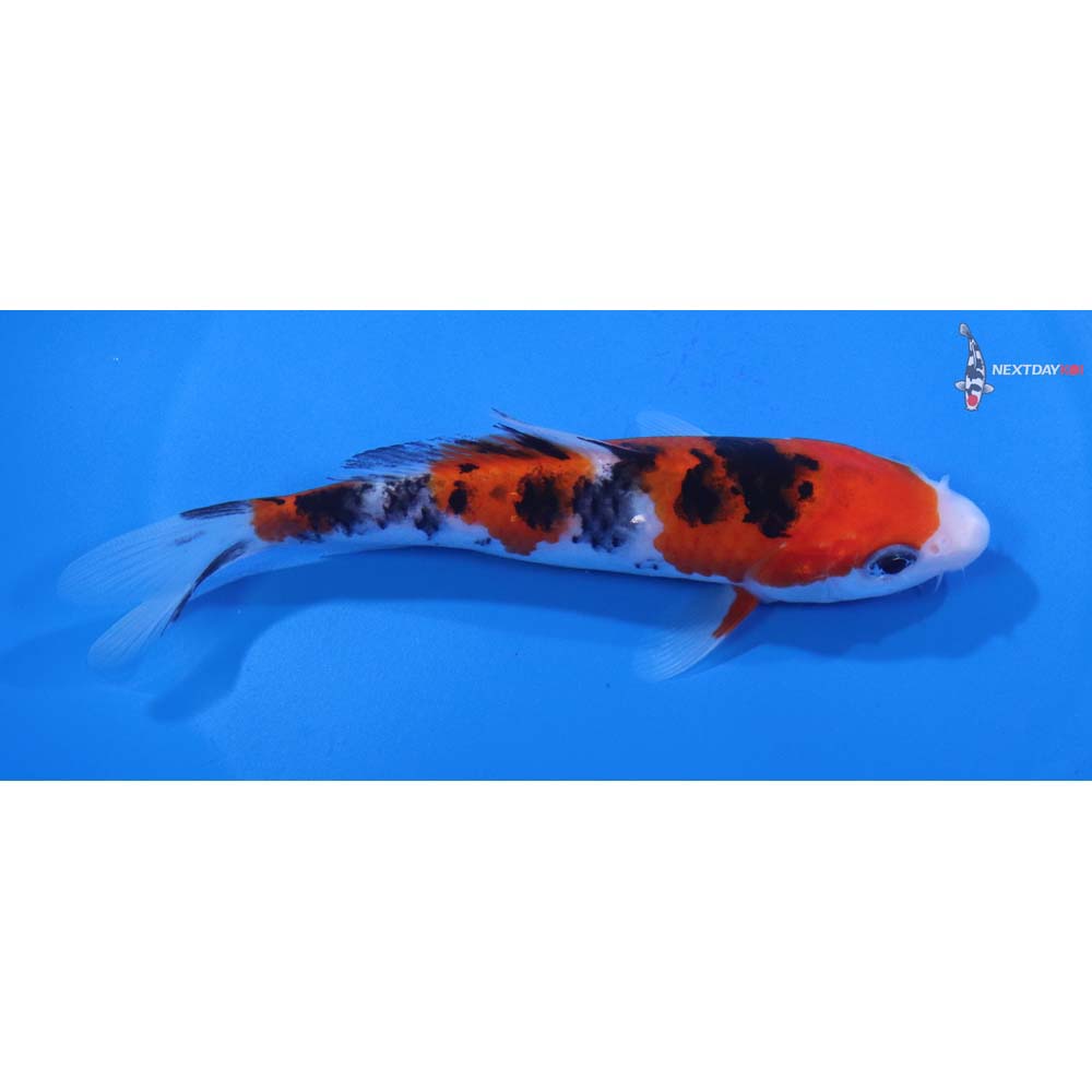 5.5” Imported Sanke