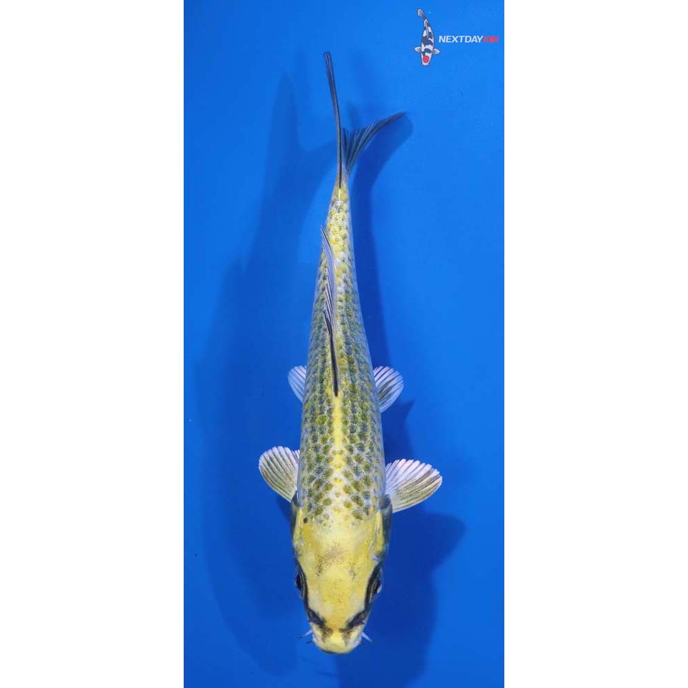 5.5” Imported Kujaku