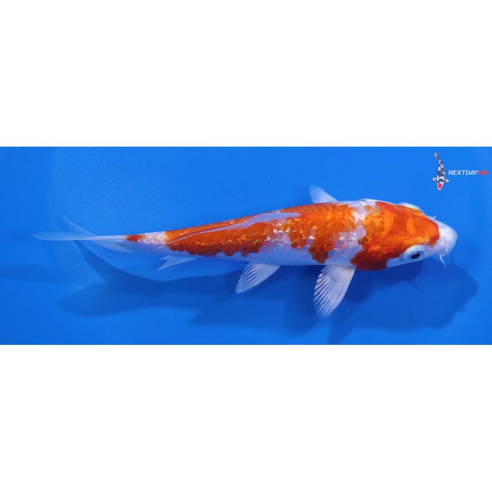 5” Imported Hariwake