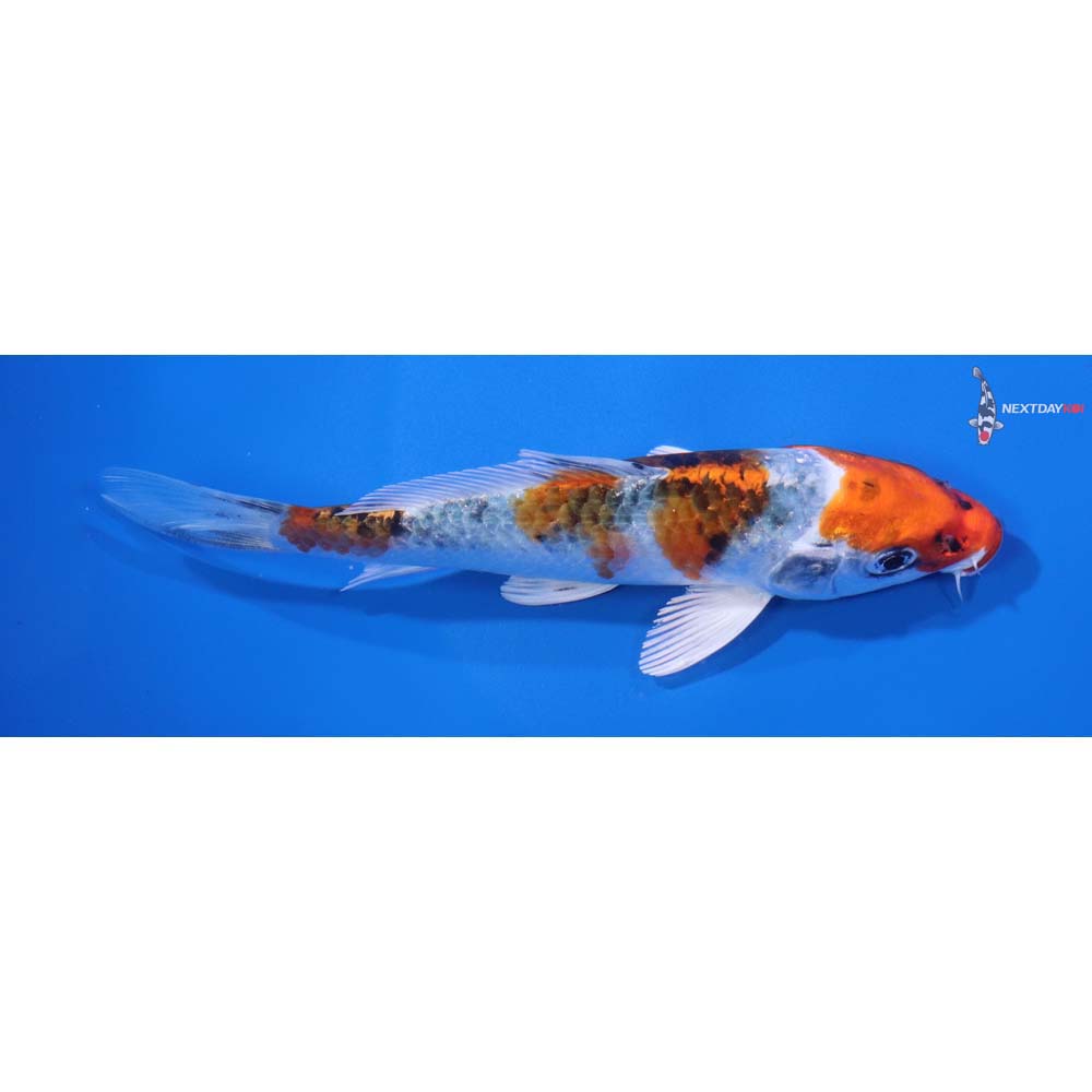 5.5” Imported Kujaku